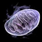 bigstock-Mitochondria-6997641